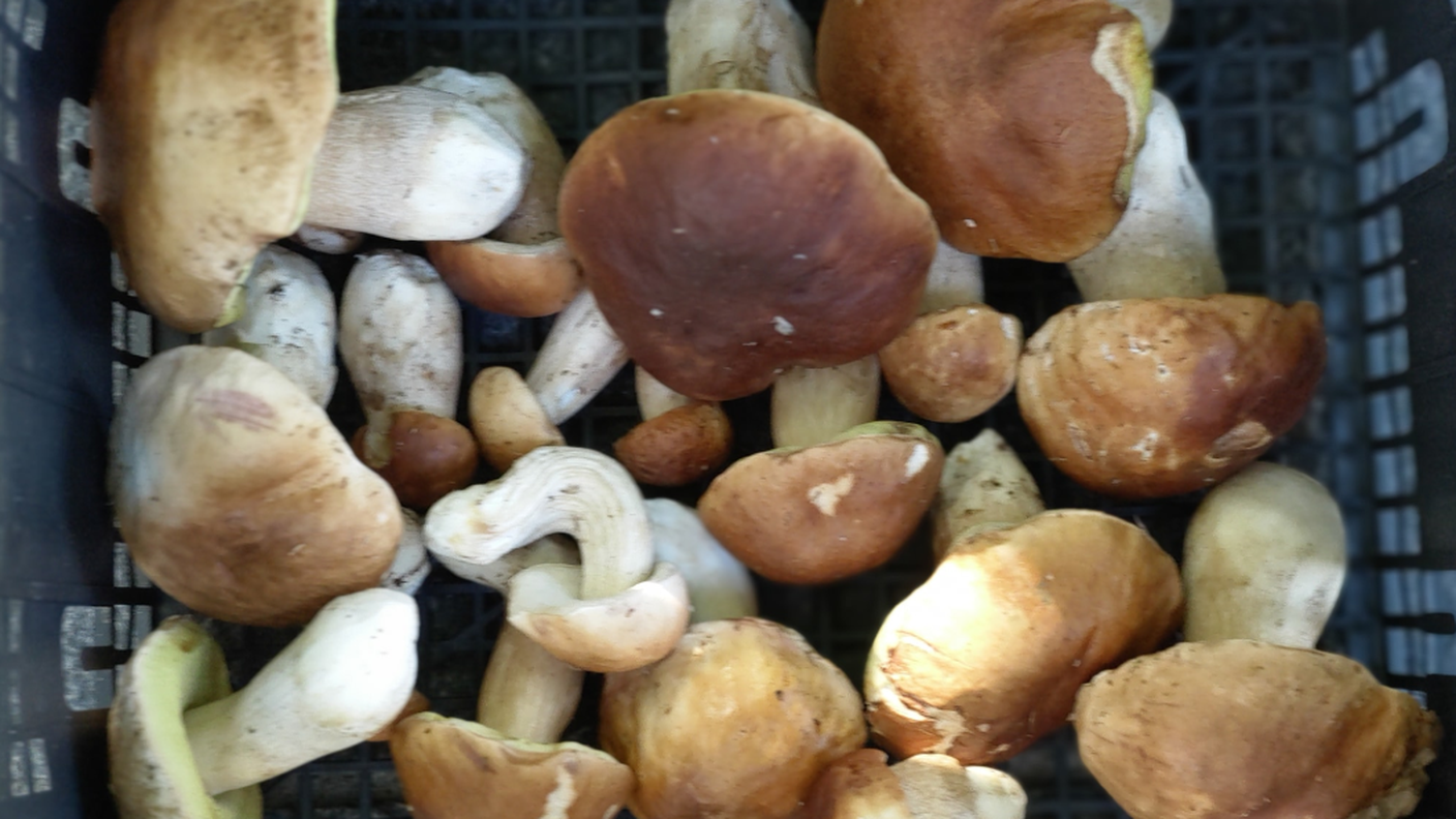 Funghi raccolti in questi giorni...