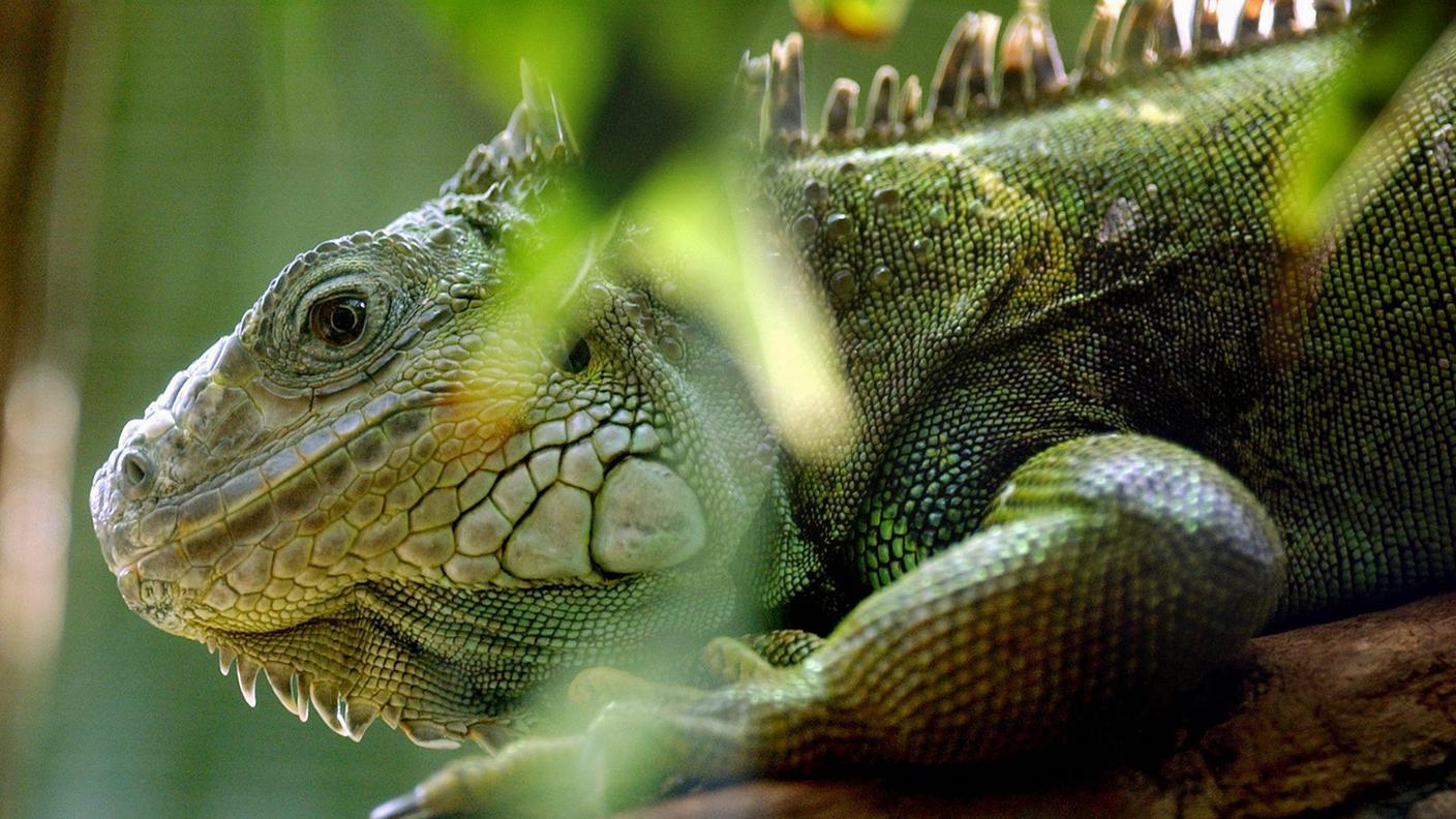 È come dormire ai Tropici