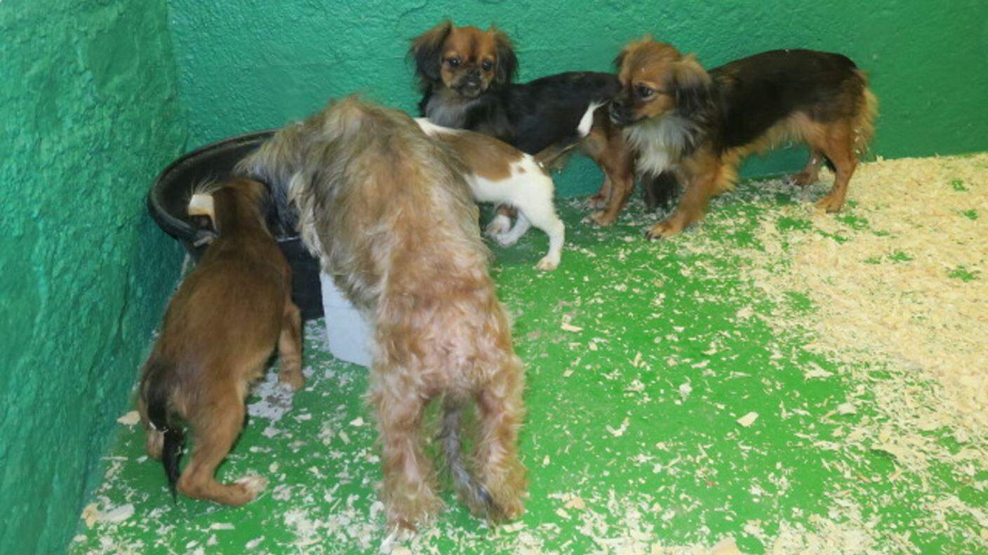 Alcuni dei cagnolini che si trovavano nell'abitazione luganese portati al rifugio della SPAB