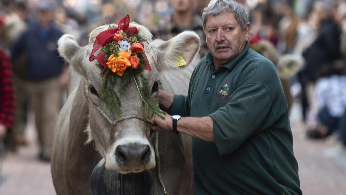 Gli animali erano addobbati con campanacci e fiori colorati