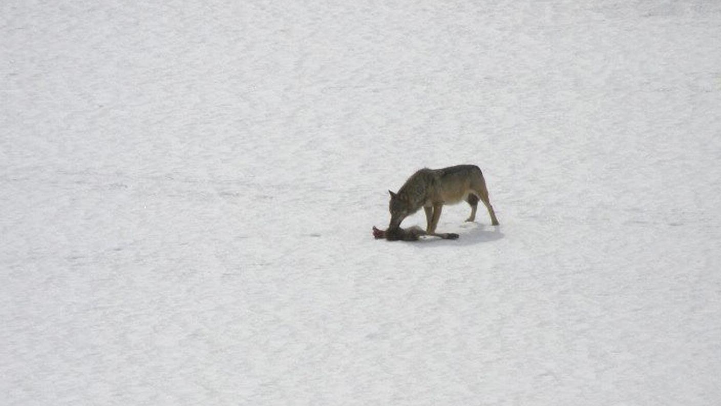La vita invernale di un lupo.jpg