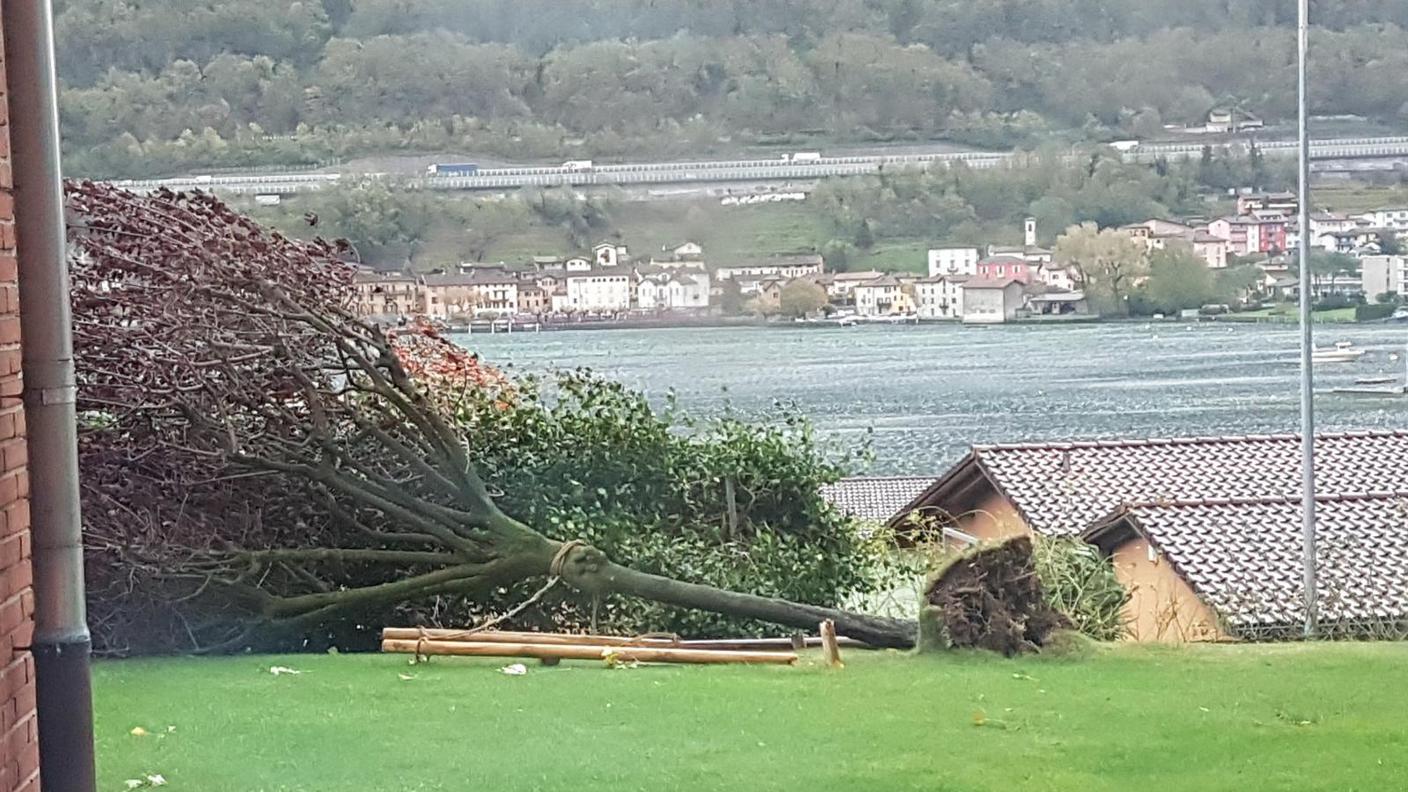 Un albero caduto a Riva San Vitale