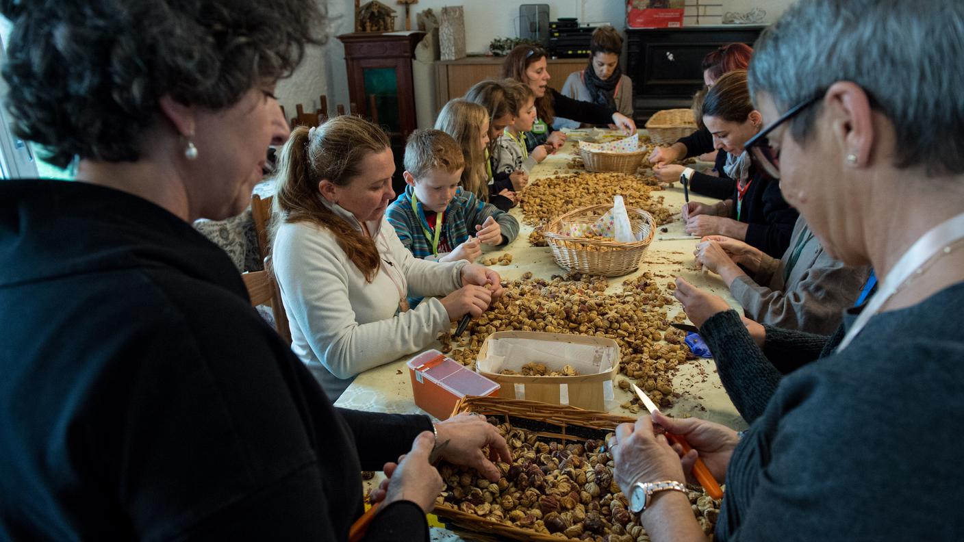 Sonvico: la tradizionale battitura e lavorazione delle castagne