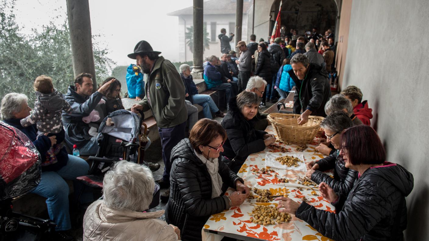 Sonvico: la tradizionale battitura e lavorazione delle castagne