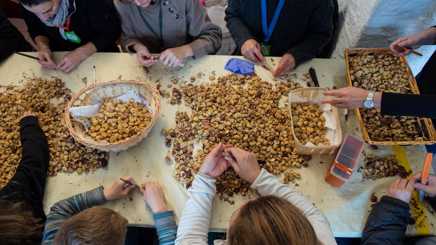 Sonvico: la tradizionale battitura e lavorazione delle castagne