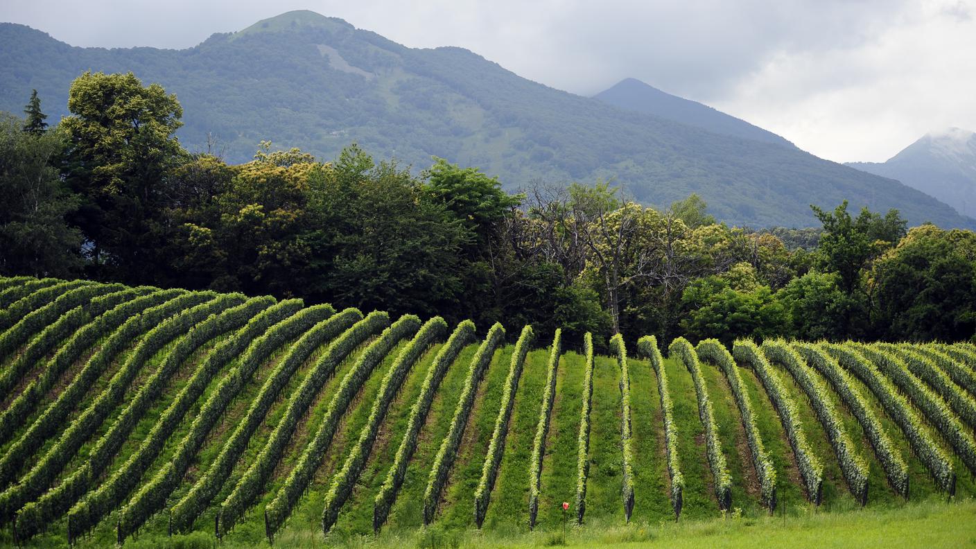 La vigna potrebbe riservare gradite sorprese