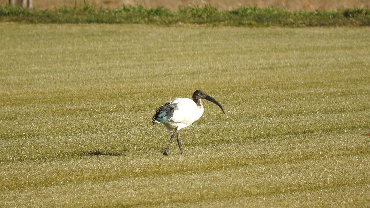 Ibis sacro in Ticino 2.JPG