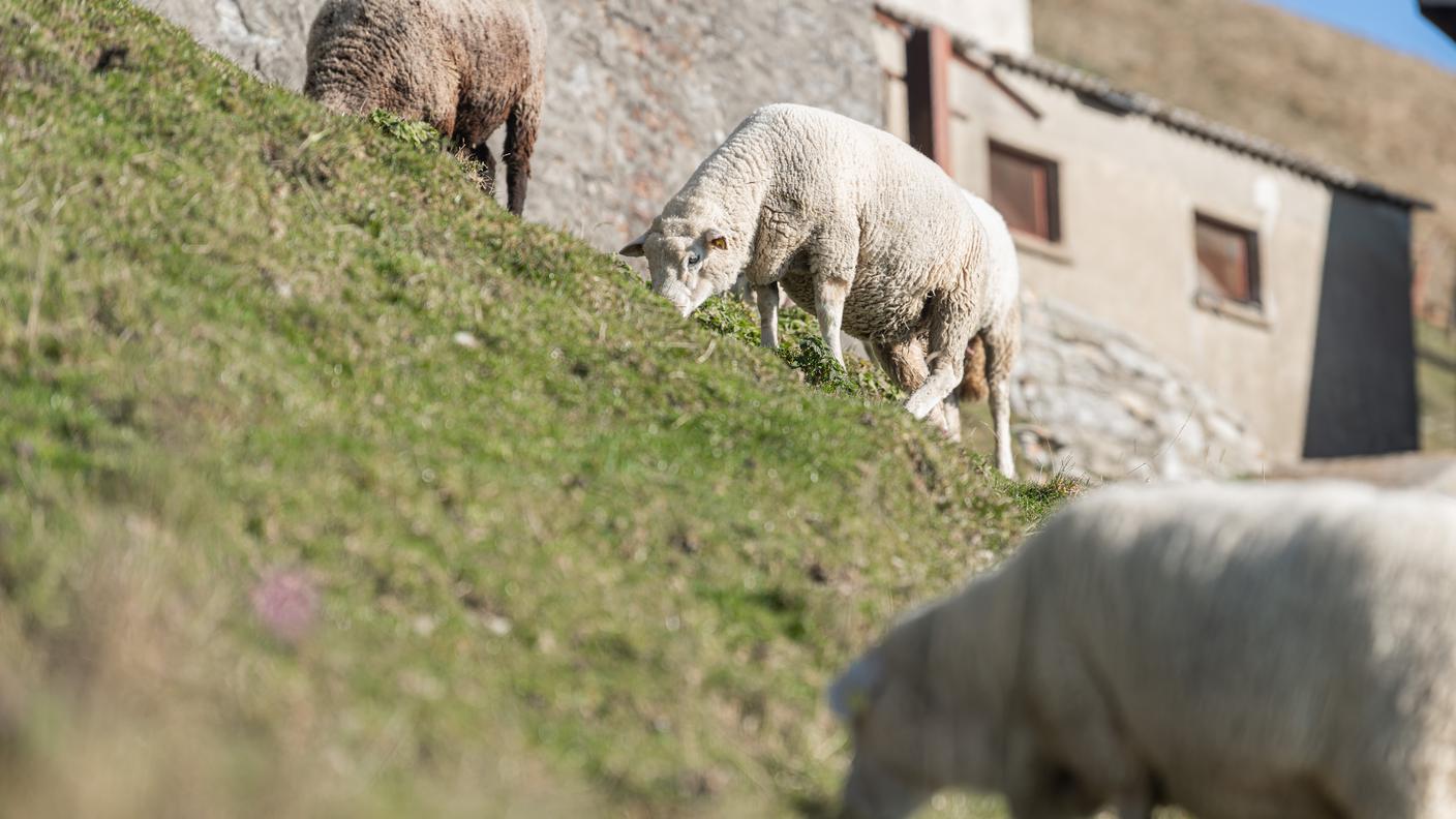 Protezione del bestiame: il tema impegna da tempo la politica.jpg
