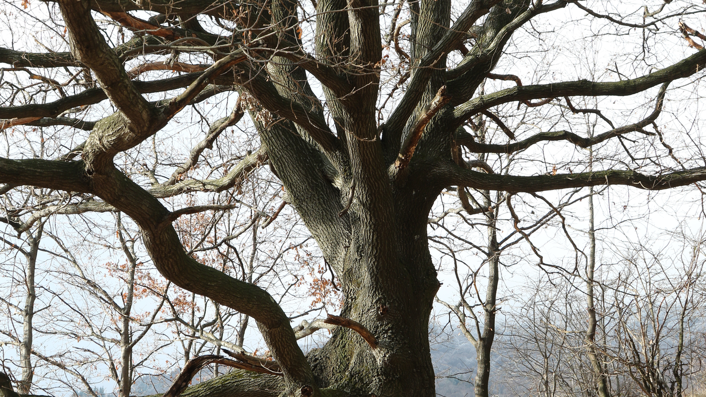 Le querce del Monte Barro