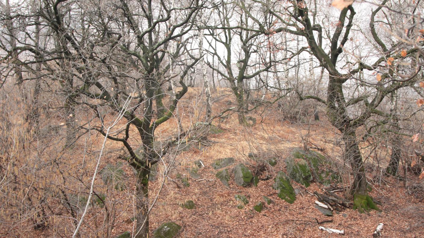 Le querce del Monte Barro