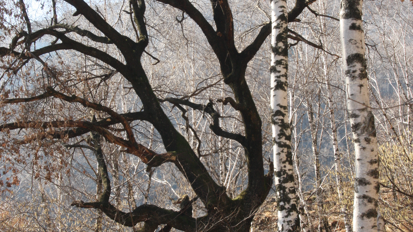 Le querce del Monte Barro