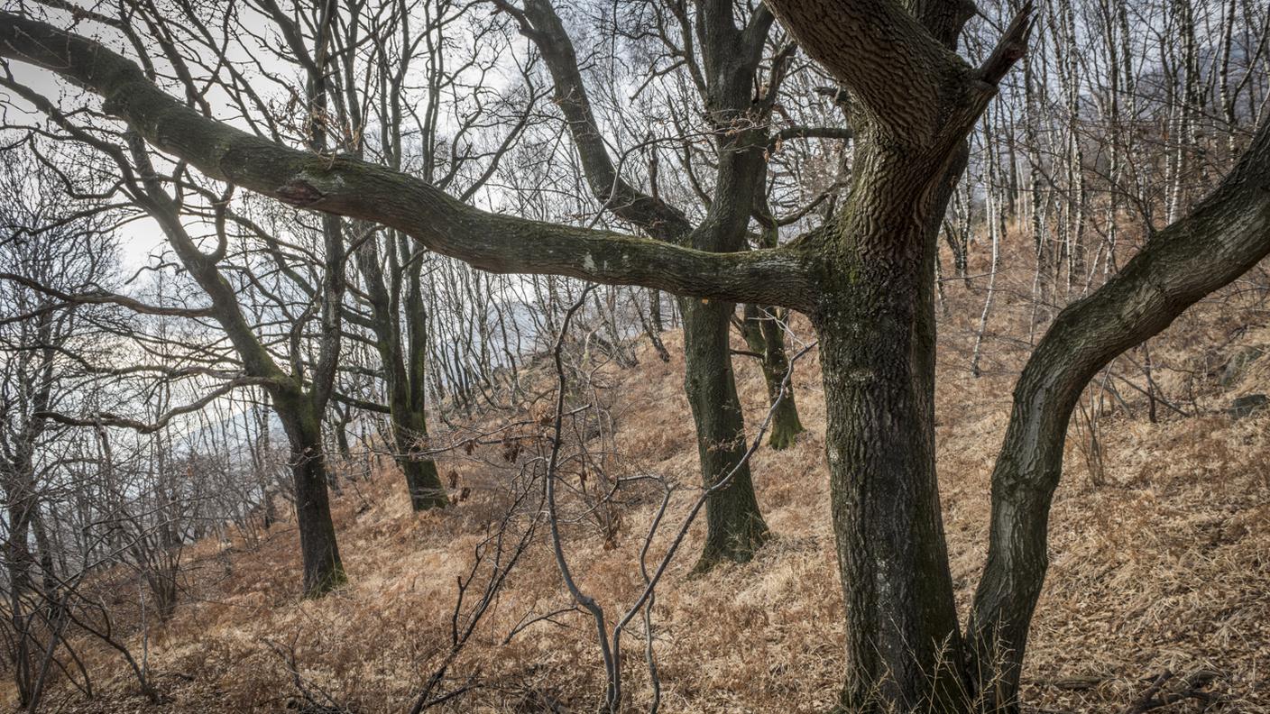 Le querce del Monte Barro