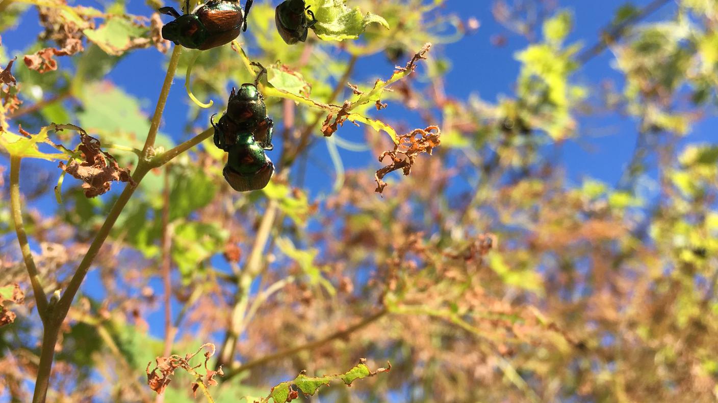 Avvistata per la prima volta nel parco del Ticino nel 2014