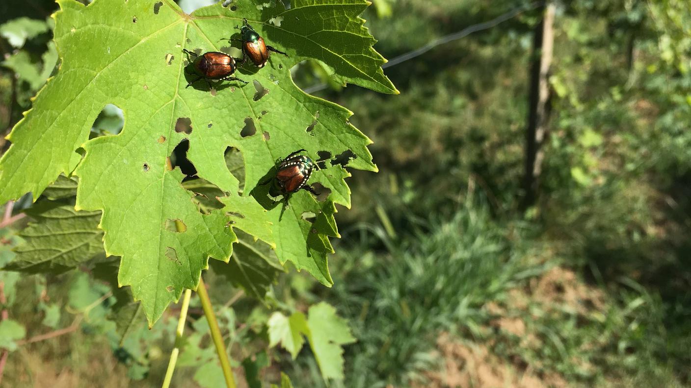 Divora foglie, fiori, frutti di ogni pianta