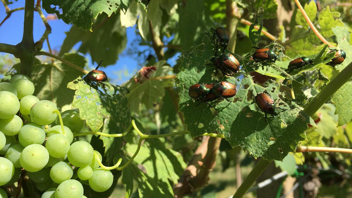 Ora si è insediato anche in Ticino