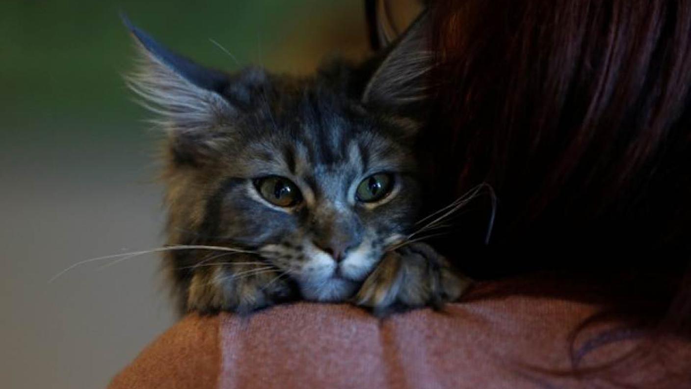 Un cucciolo di Maine Coon