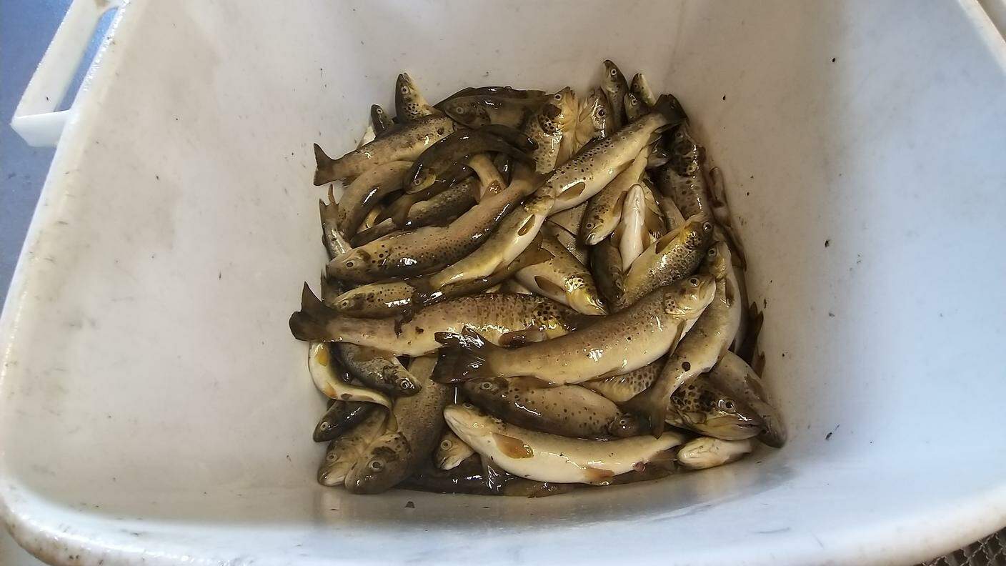 I pesci morti nel fiume Poschiavino rinvenuti nei giorni scorsi