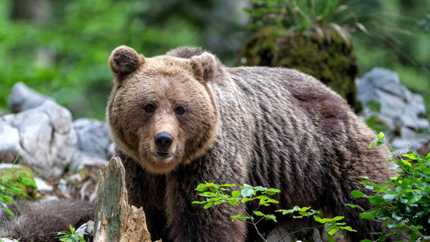 Orso