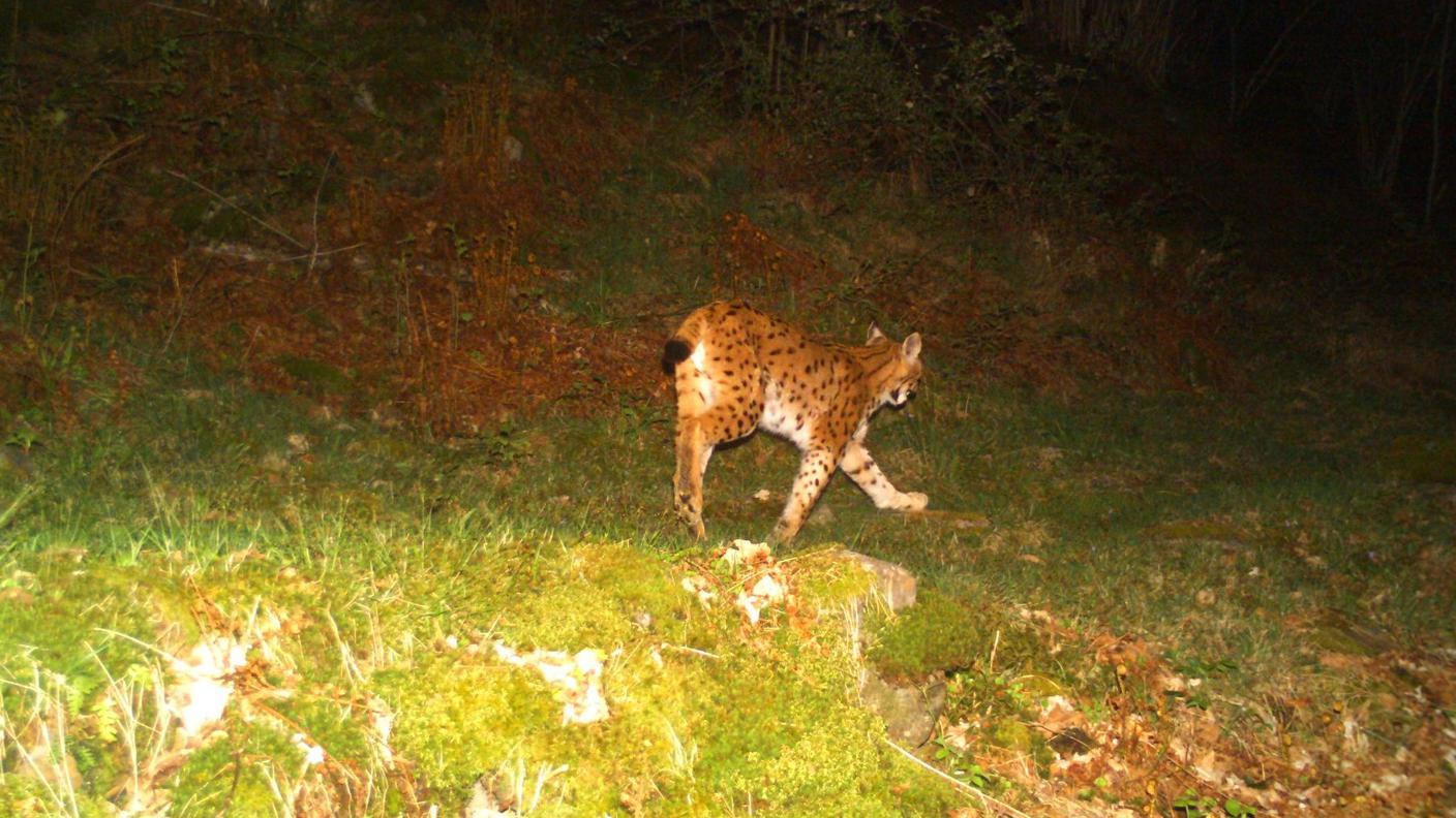 Lince Mesolcina 2.jpg