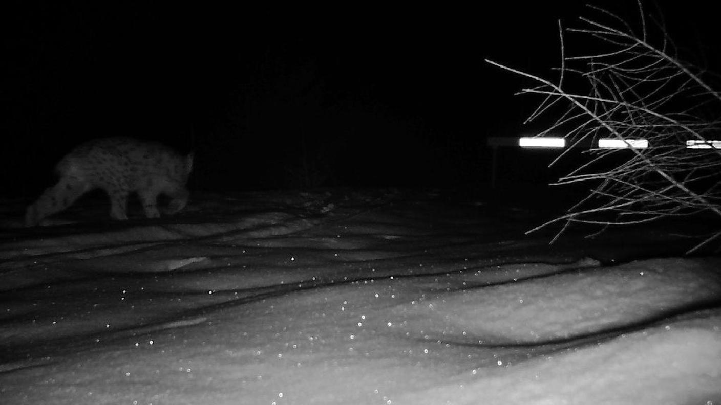 Lince Mesolcina.jpg