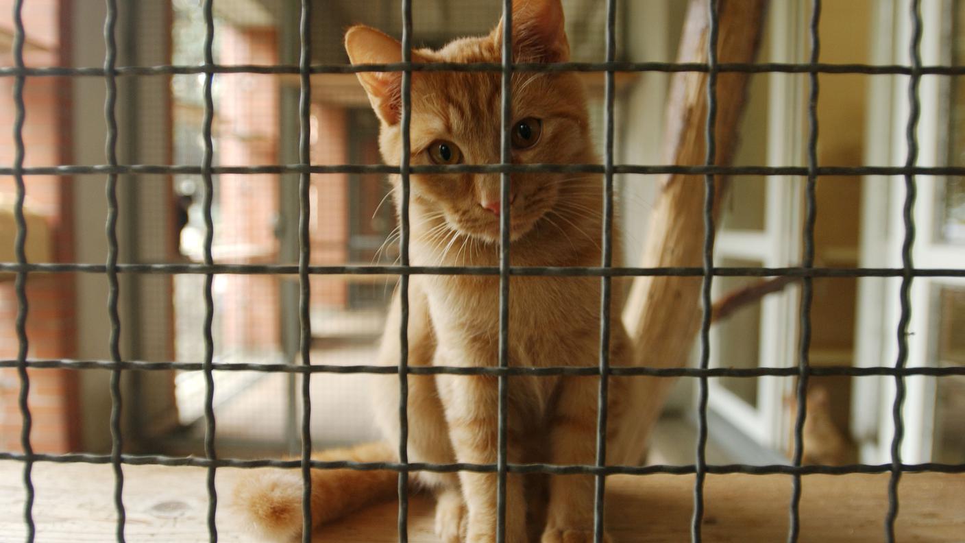 Coronavirus, "non dimenticatevi degli animali"
