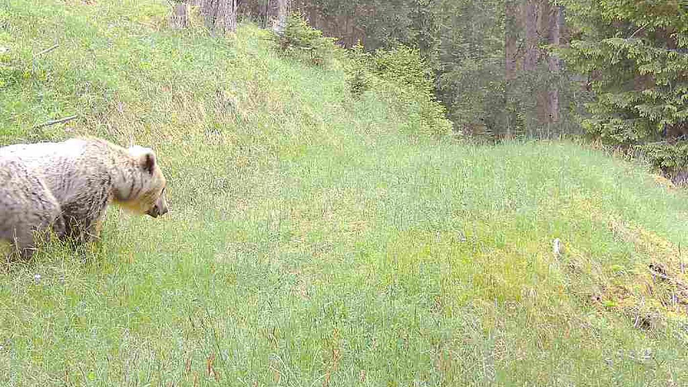 Bär Bergün Juni 2025.jpeg