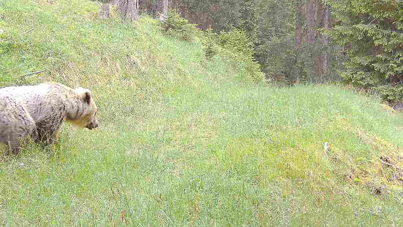 Bär Bergün Juni 2025.jpeg