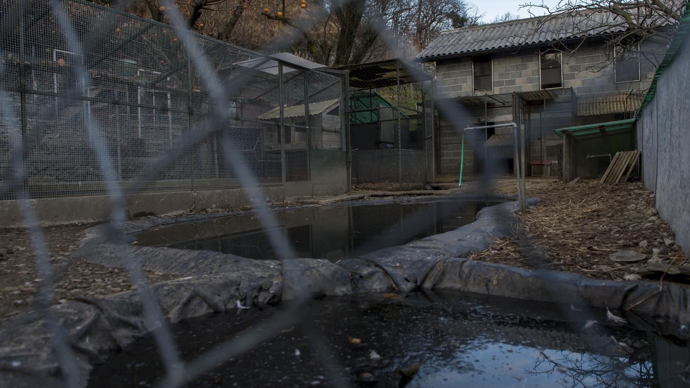 La fattoria senza gli animali, il 18 dicembre 2013