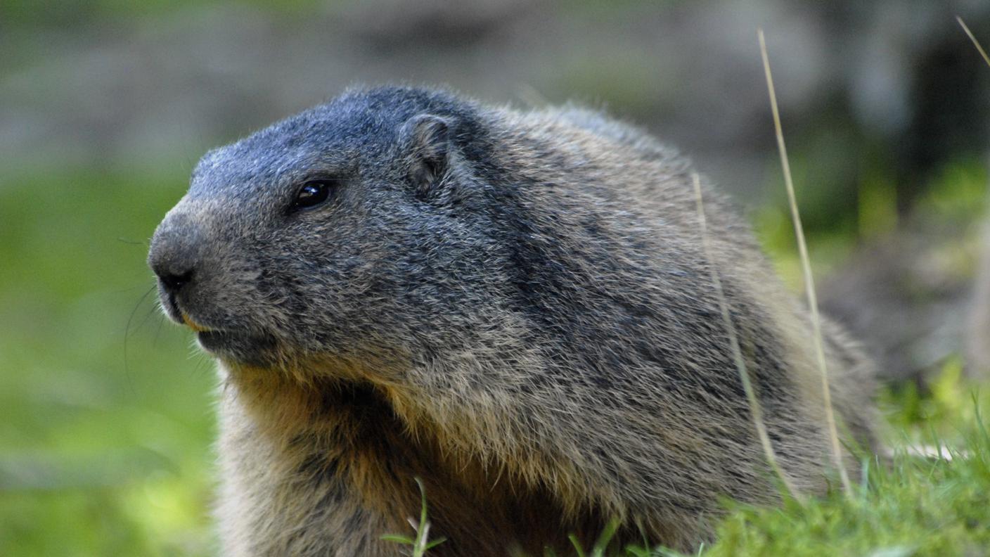 Nella foto marmotte presso il Tierpark di Goldau