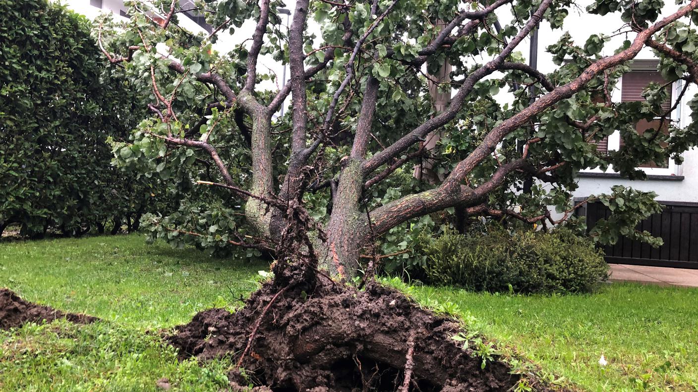 Sono diversi gli alberi sradicati in Ticino