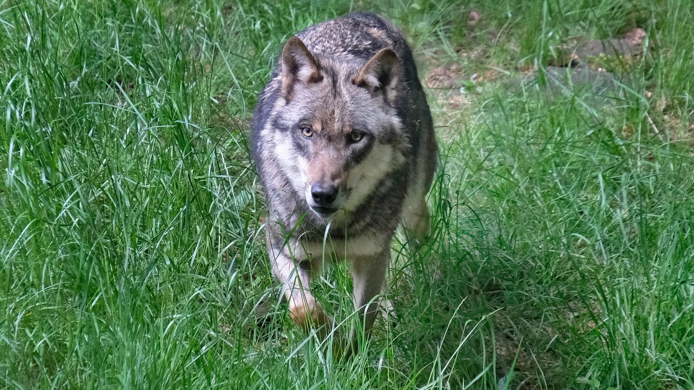 lupo