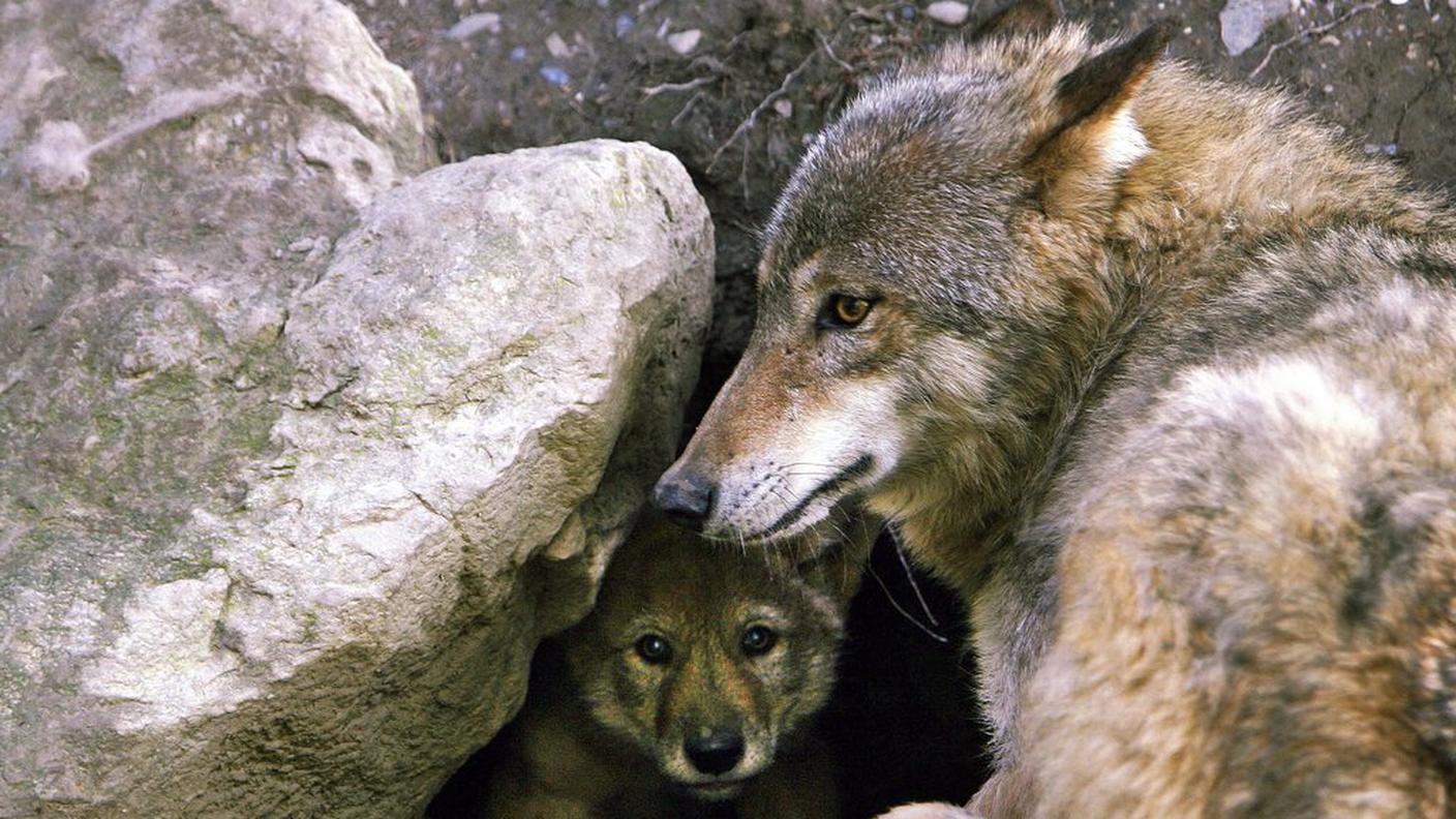 Il lupo è riapparso in Mesolcina.jfif