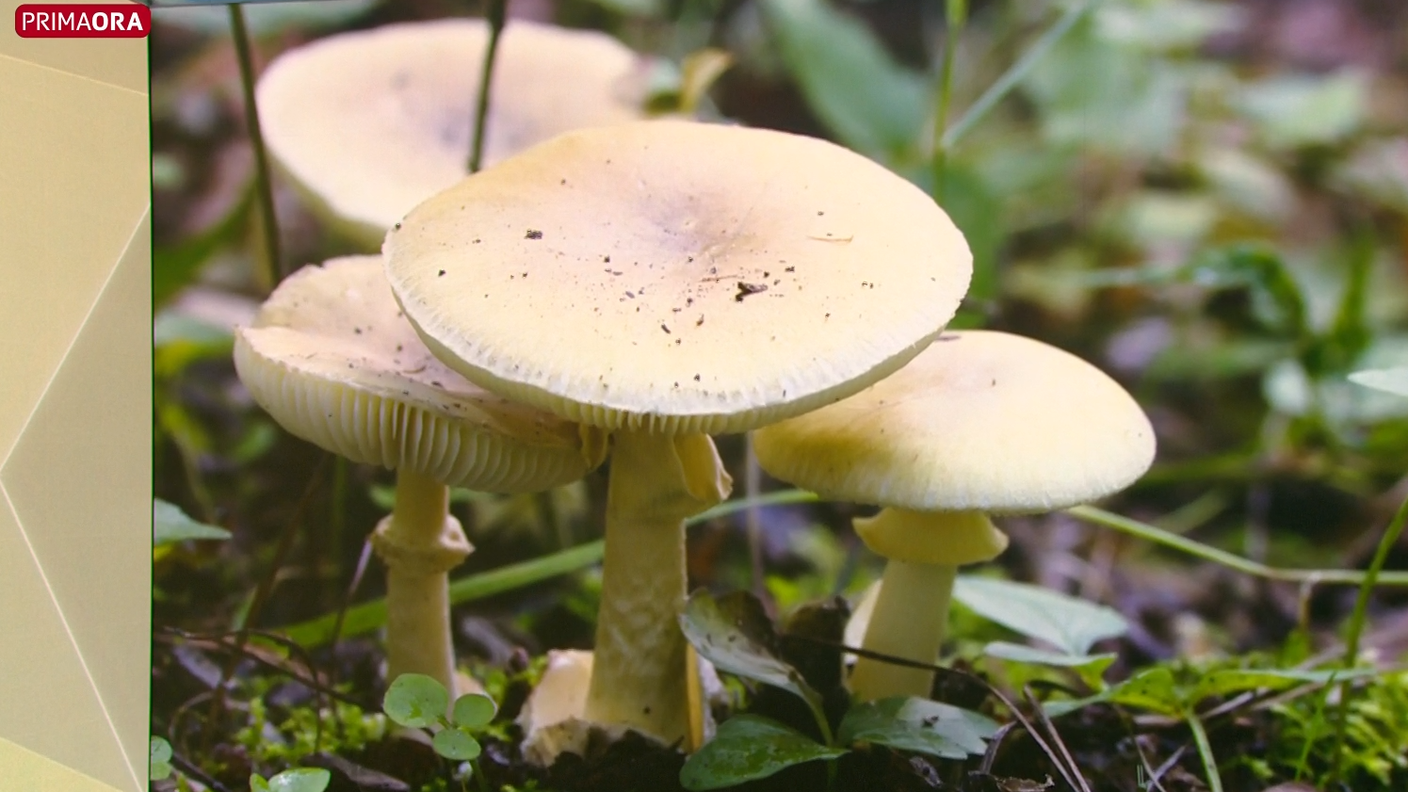 Amanita falloide.png