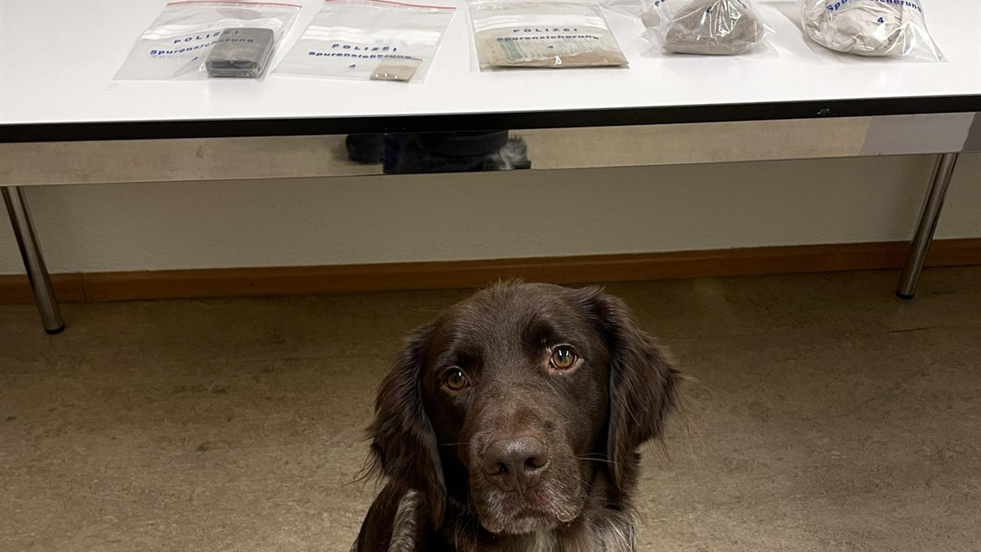 Faro, cane antidroga della Polizia grigionese.jpg