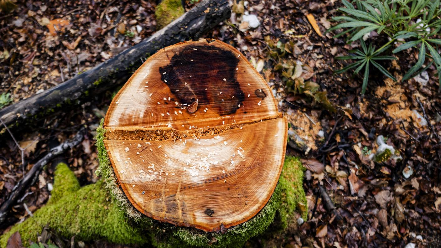 Legname del Comune usato per scopi privati