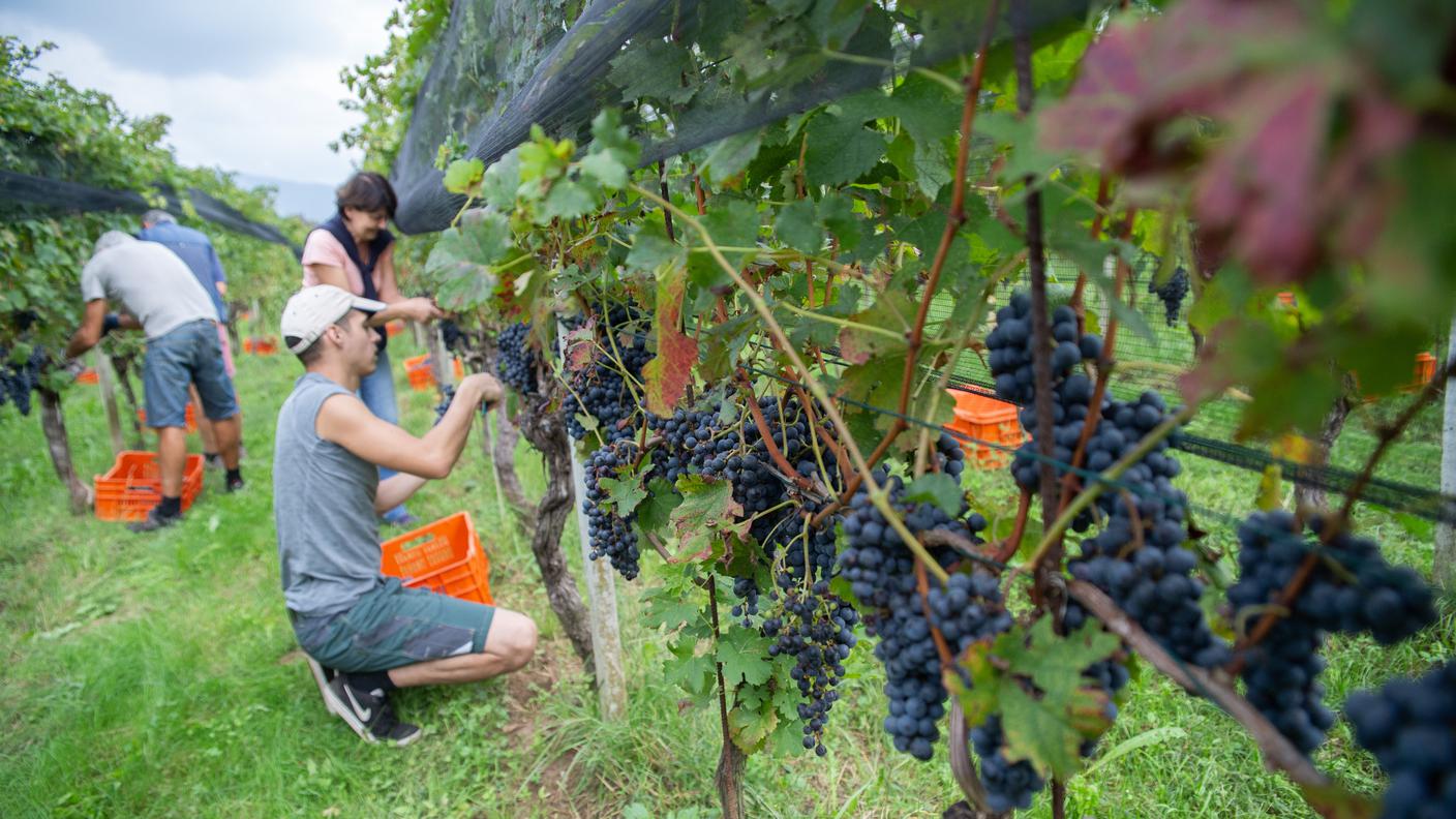 Nella foto vignaioli e vignaiiole al lavoro nella vigna in zona Prella a Stabio