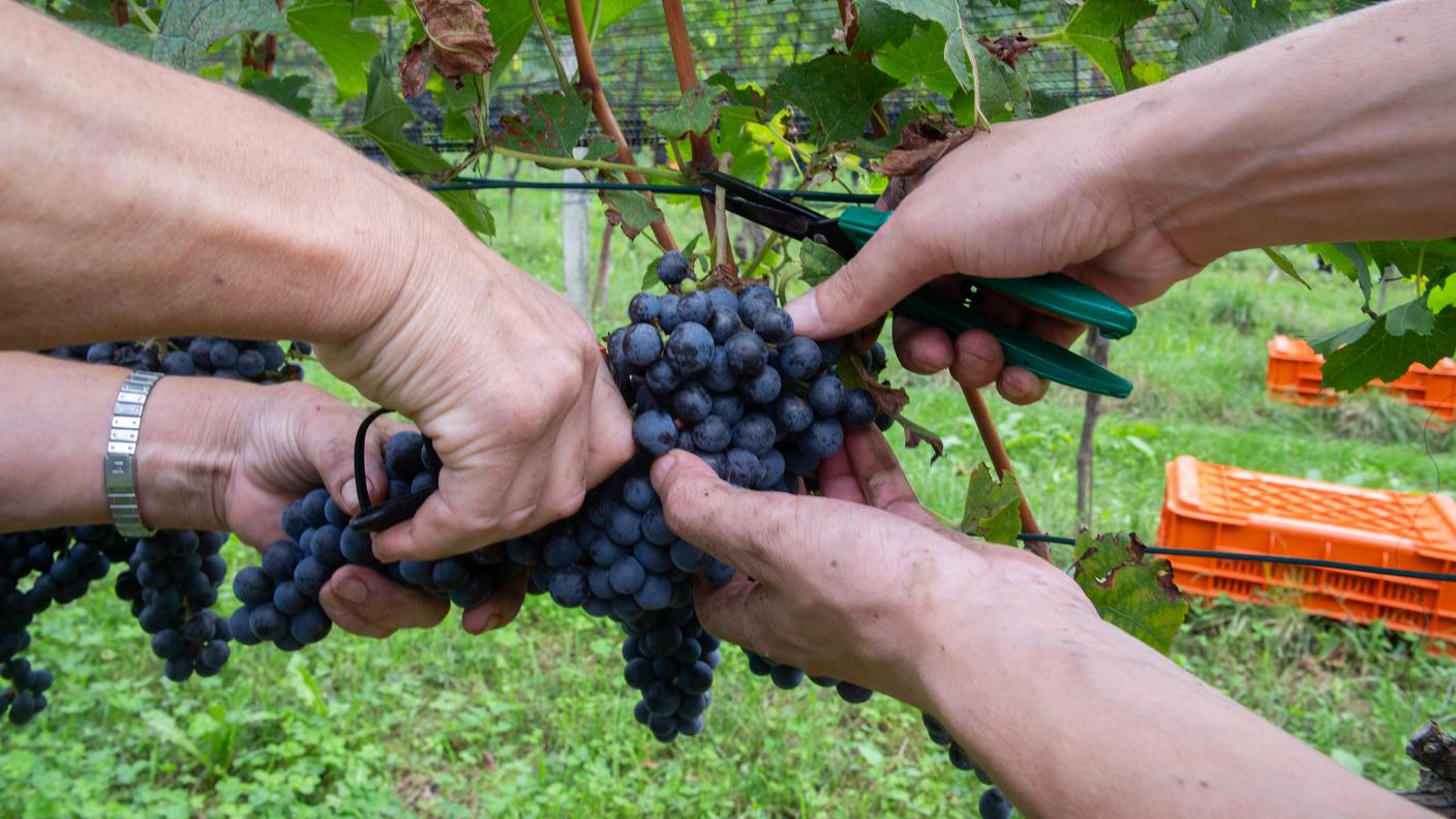Il Merlot rimane la varietà predominante, con 855 ettari, pari al 74.8% della superficie vitata totale