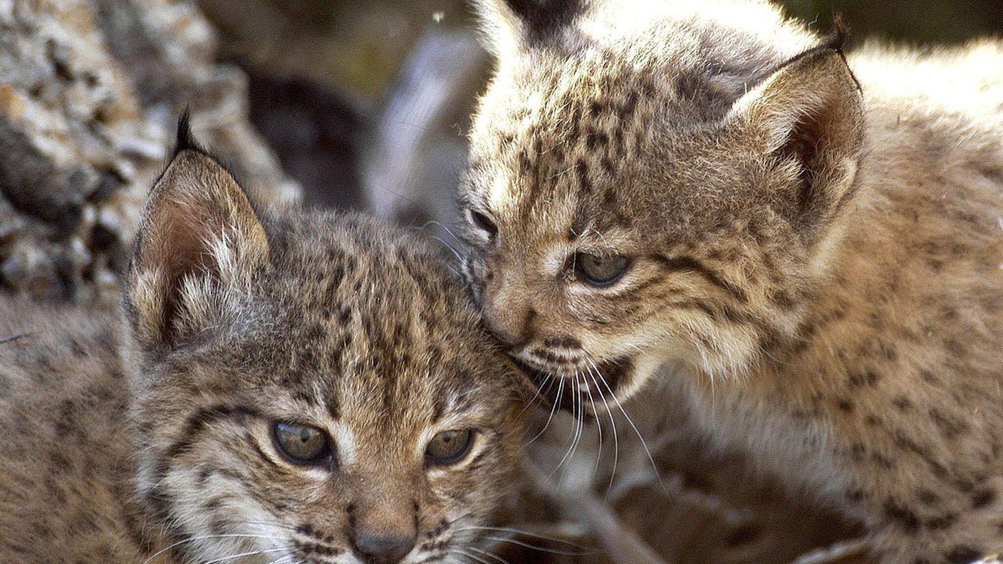 Una prima lince proveniente dal Giura verrà rilasciata già l’anno prossimo. Nel 2028 seguirà il rilascio di un secondo esemplare proveniente dai Carpazi, dalla Romania o dalla Slovacchia