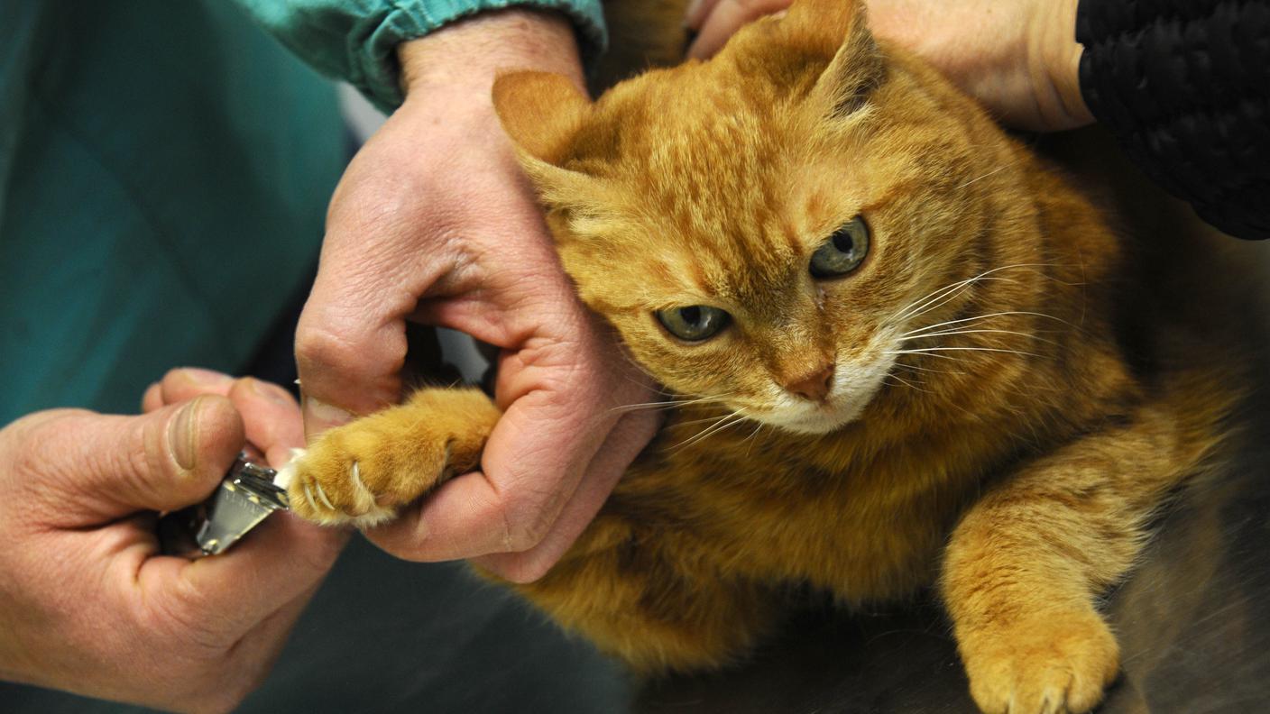 Un veterinario mentre taglia le unghie ad una gatta