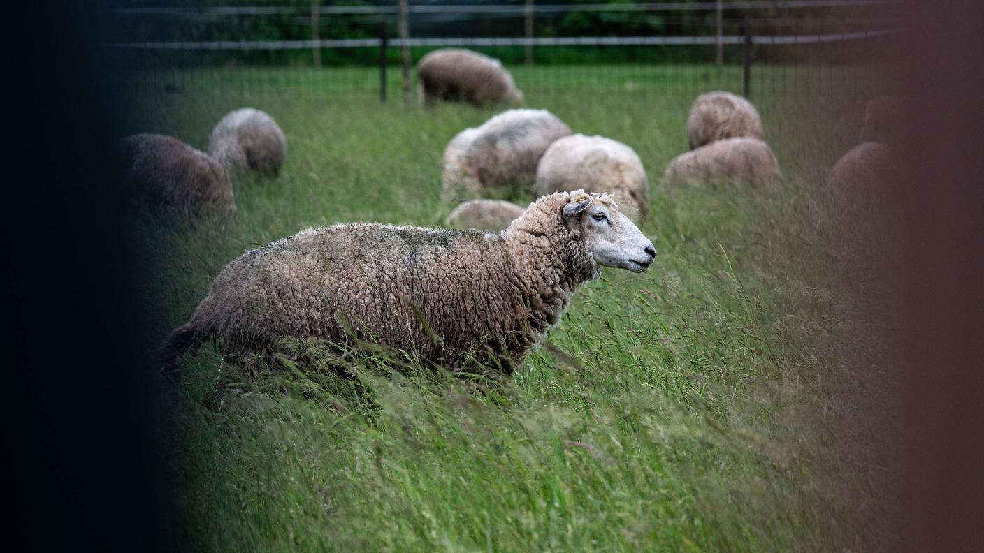Le pecore non si comportano come una normale preda, e il lupo non si ferma finché c'è movimento
