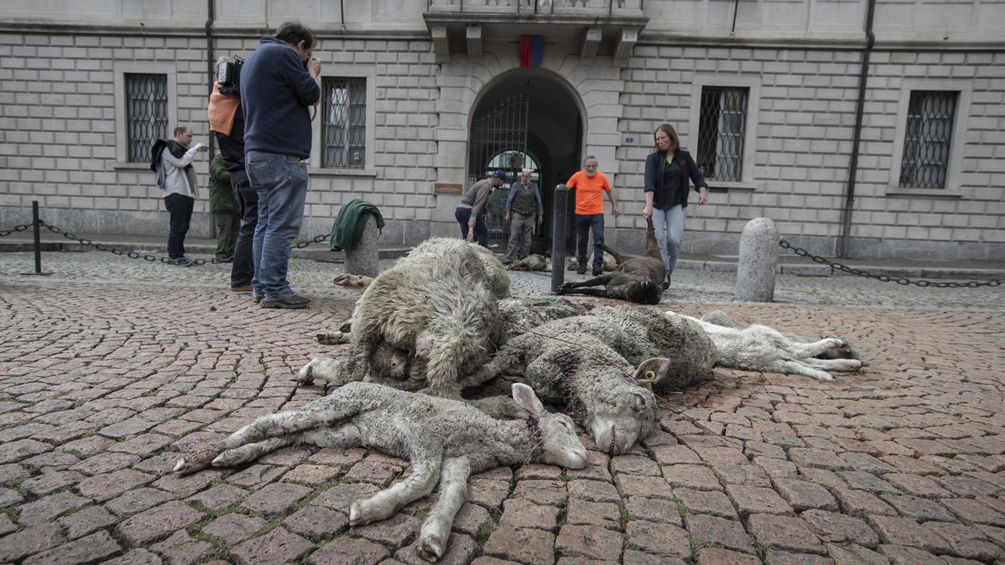 La protesta degli allevatori ticinesi, che il 26 aprile 2022 hanno scaricato le carcasse delle pecore uccise dal lupo