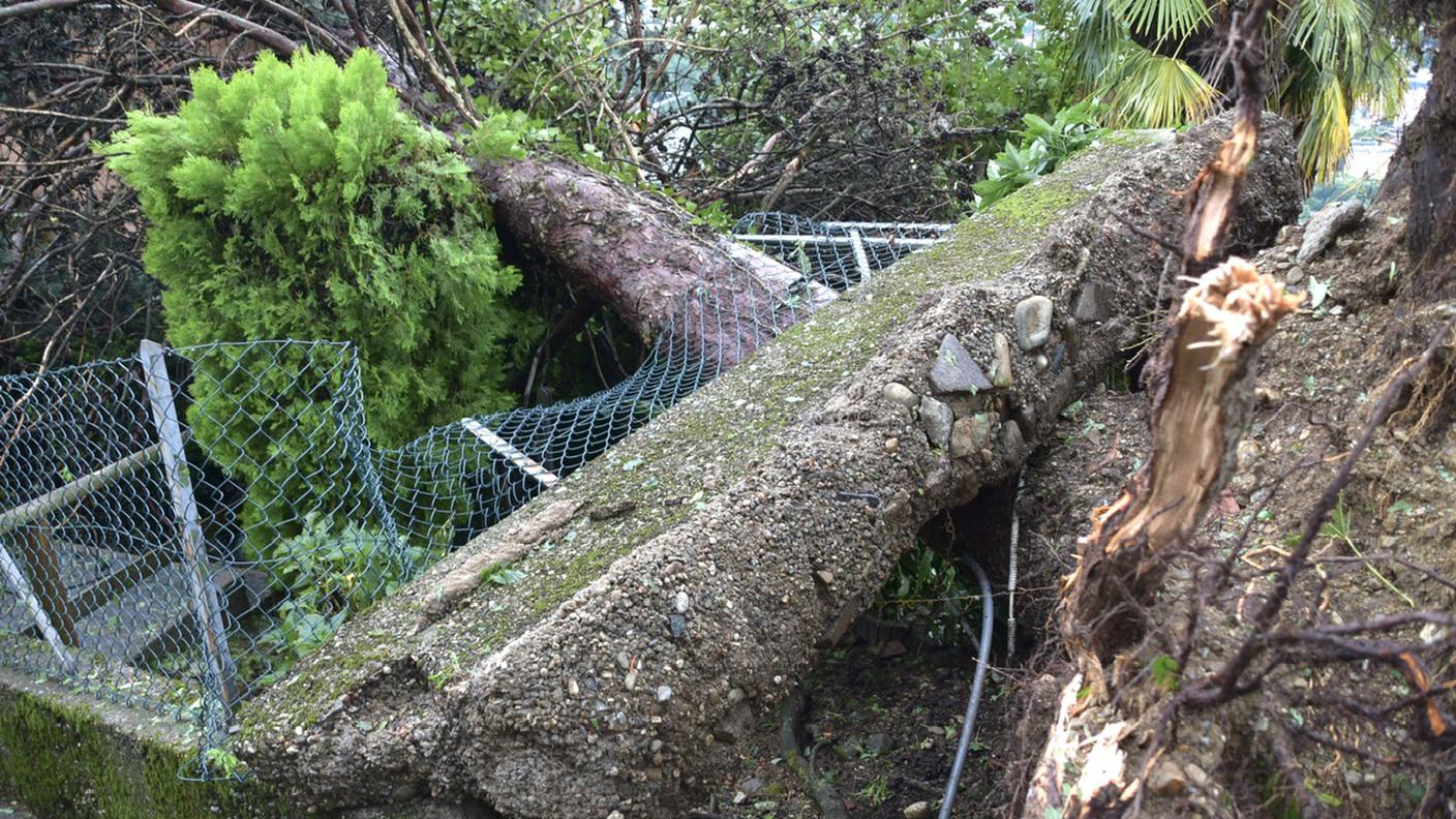 Il vento aveva sradicato alberi il 24 luglio nel Luganese
