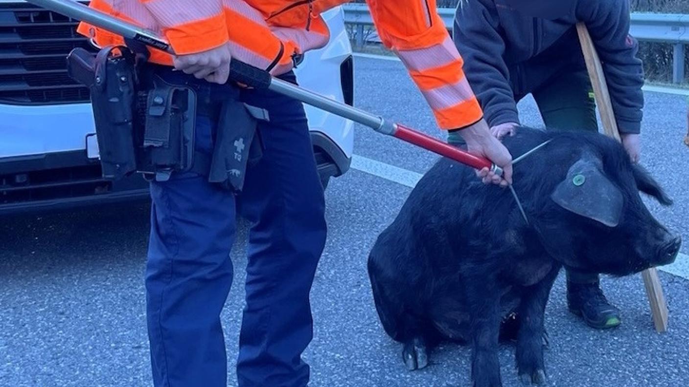 Scappato e riacciuffato, sano e salvo...