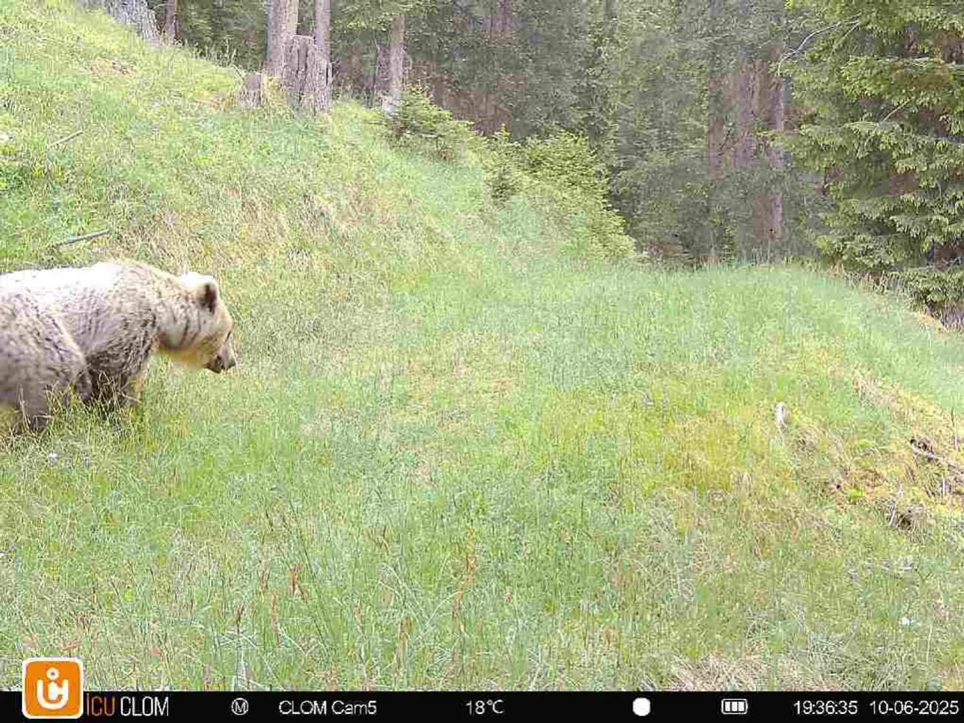 Un esemplare di orso che nel giugno 2025 è stato immortalato da una fototrappola nelle vicinanze di Bergün