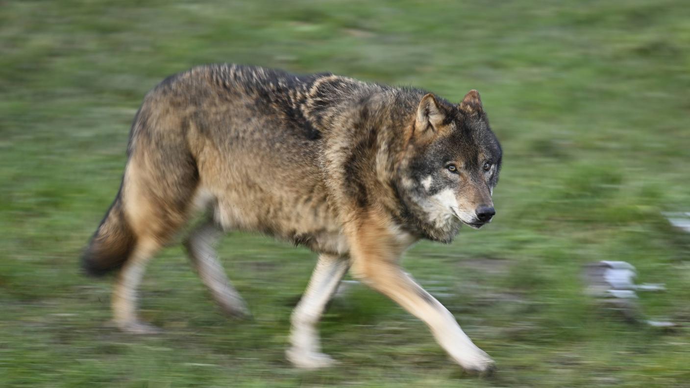 Nei Grigioni si contano dodici branchi