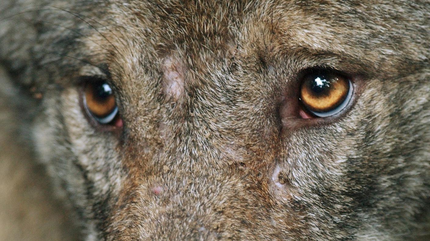 Decimati diversi branchi