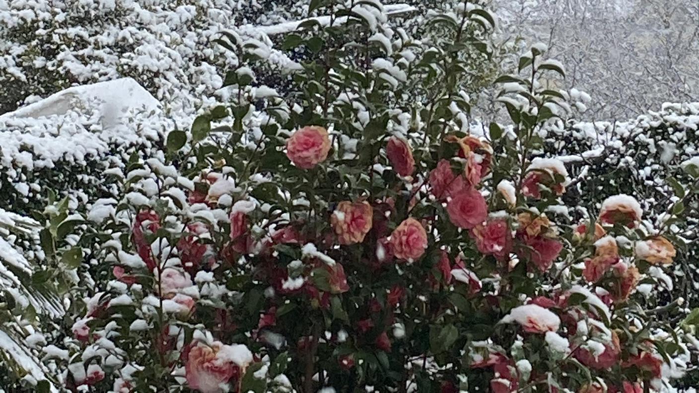 Camelie e neve a Collina d'Oro