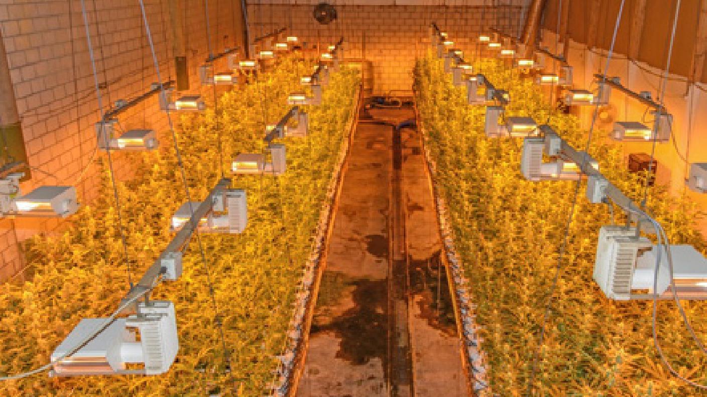 droga canapa indoor zizers po, GR.jpg