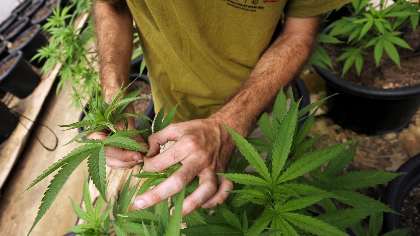 re_marijuana.jpg
