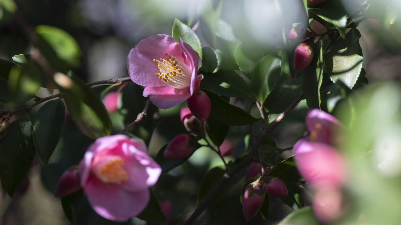 Una camelia del Parco delle Camelie di Locarno